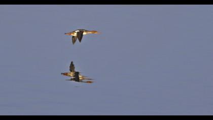 Red-breasted Merganser