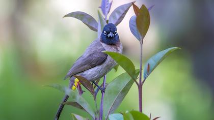 White-spectacled Bulbul