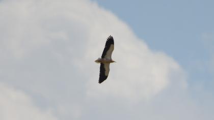 Egyptian Vulture