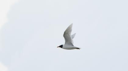 Mediterranean Gull
