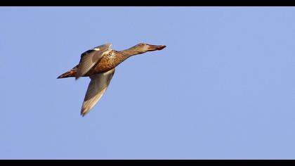 Northern Shoveler