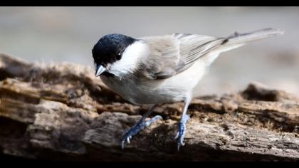 Marsh Tit