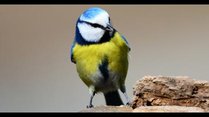 Eurasian Blue Tit