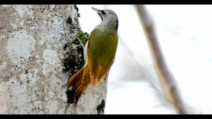 Grey-headed Woodpecker
