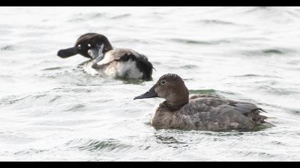 Common Pochard