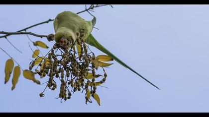 Rose-ringed Parakeet