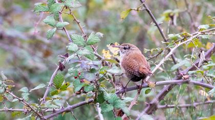 Eurasian Wren