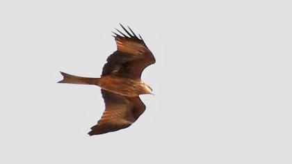 Black Kite