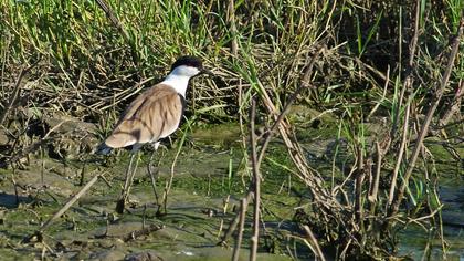 Spur-winged Lapwing