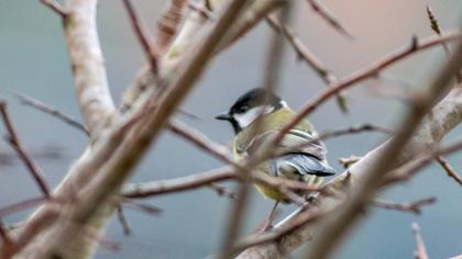Great Tit