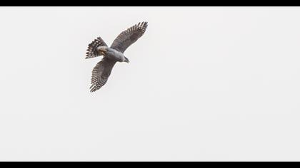 Northern Goshawk