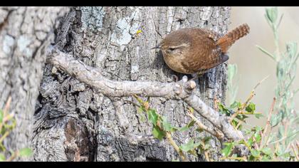 Eurasian Wren