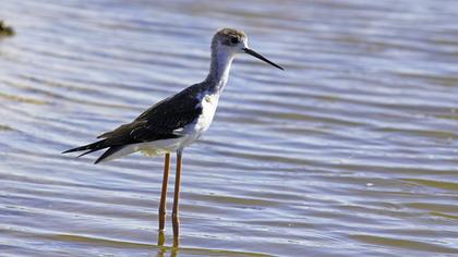 Black-winged Stilt