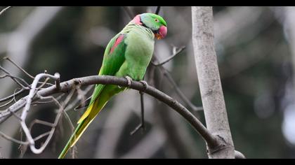 Alexandrine Parakeet