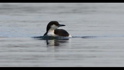 Black-throated Loon