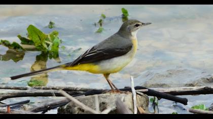 Grey Wagtail