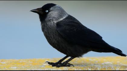 Western Jackdaw