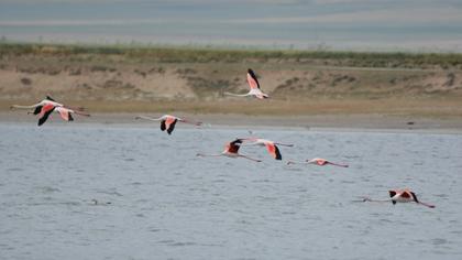 Greater Flamingo