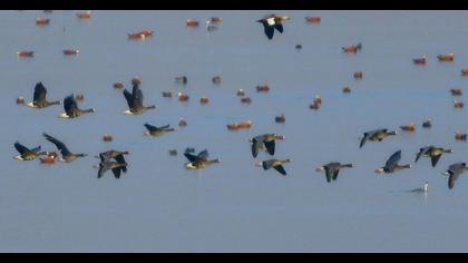 Greater White-fronted Goose