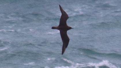 Parasitic Jaeger
