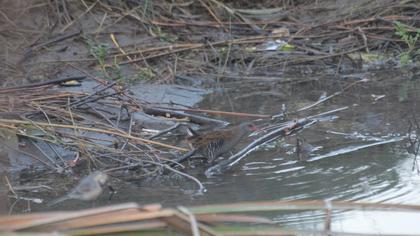 Water Rail