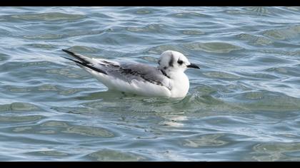 Black-legged Kittiwake