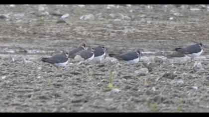 Northern Lapwing