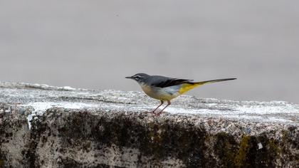 Grey Wagtail