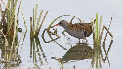 Water Rail