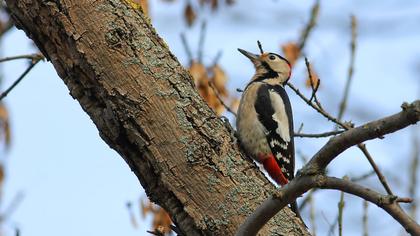 Syrian Woodpecker