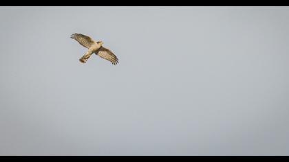 Eurasian Sparrowhawk
