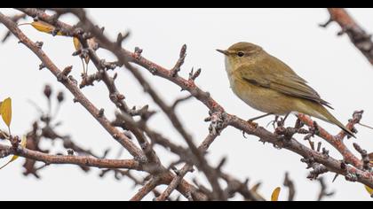 Common Chiffchaff