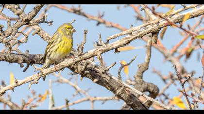European Serin