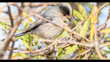 Long-tailed Tit