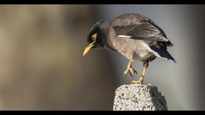 Common Myna