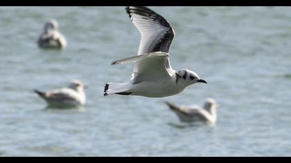 Black-legged Kittiwake