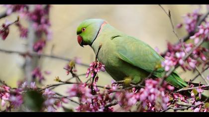 Rose-ringed Parakeet