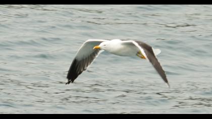 Lesser Black-backed Gull