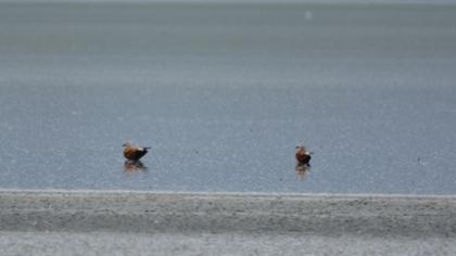 Ruddy Shelduck