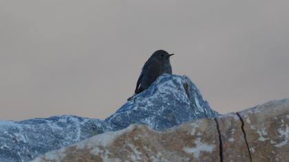 Black Redstart