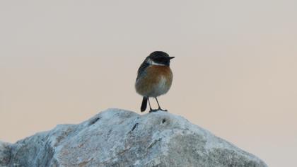 European Stonechat