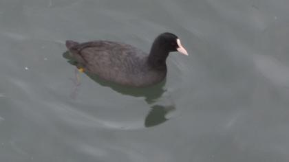 Eurasian Coot