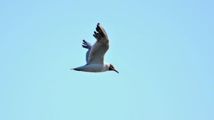 Black-headed Gull