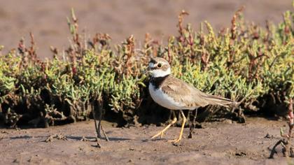 Little Ringed Plover