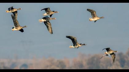 Greater White-fronted Goose