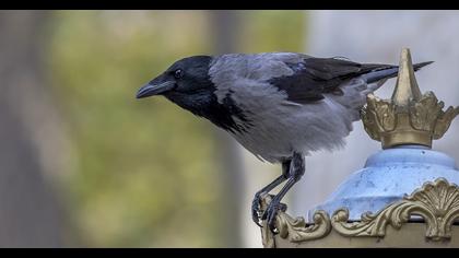 Hooded Crow