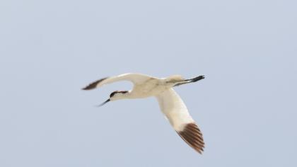 Pied Avocet