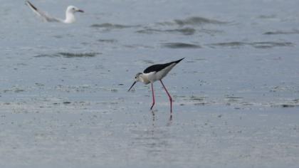 Black-winged Stilt