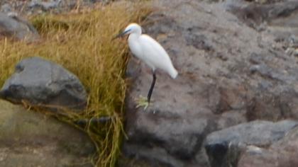 Little Egret