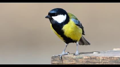 Great Tit